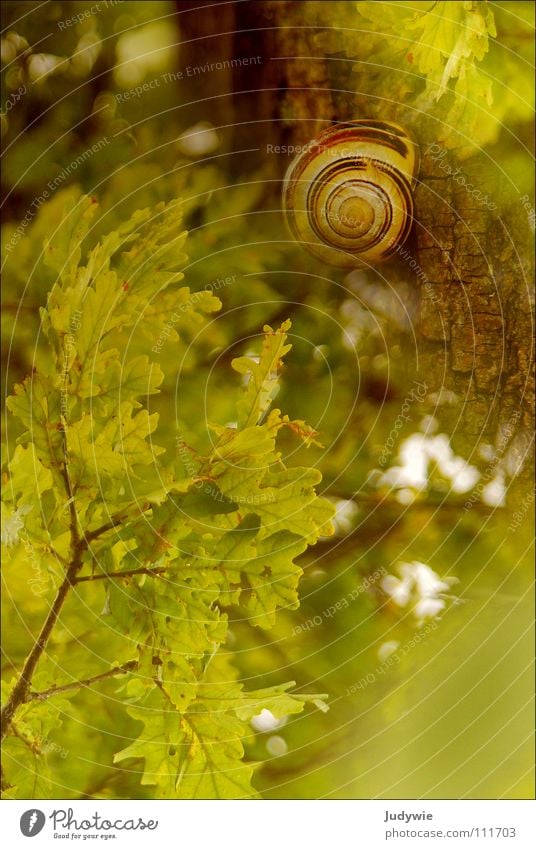 **Lucky *** Colour photo Exterior shot Animal portrait Joy Happy Life Harmonious Contentment Summer Autumn Snail Green Oak tree Day
