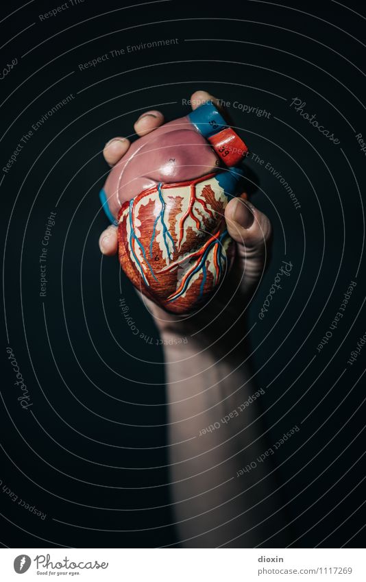 Heart For The Thing Arm Hand To hold on Resolve Cardiovascular system Replication Medication Musculature Heart attack Organ donor Anatomy Pump Arteries Veins