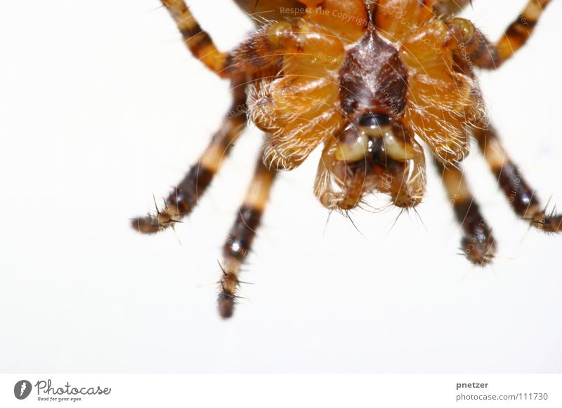 Spider from below Insect Under Macro (Extreme close-up) Brown Disgust Dangerous Panic Fear Close-up Legs Threat