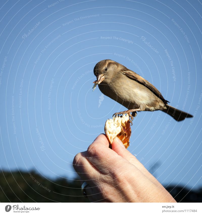 finger food Roll Hand Cloudless sky Beautiful weather Animal Wild animal Bird 1 To feed Feeding Exceptional Trust Love of animals Happy Hope Idyll
