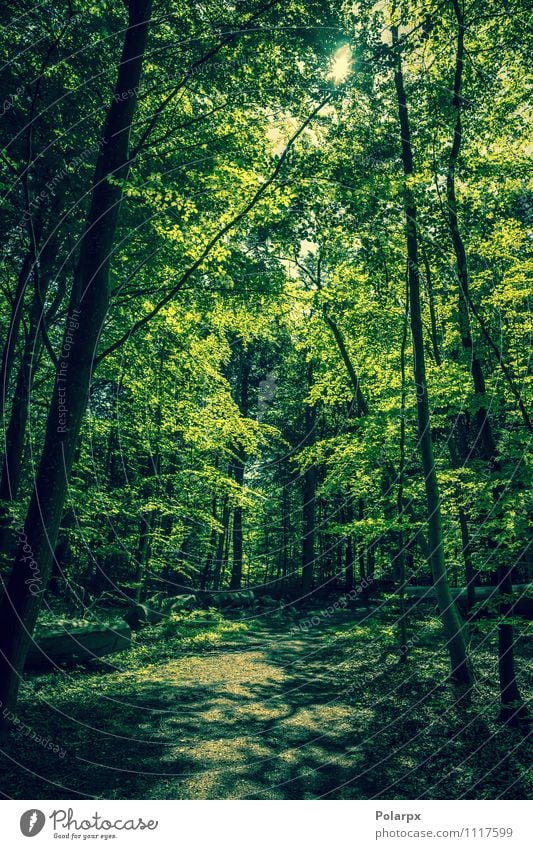 Green forest Beautiful Summer Sun Environment Nature Landscape Plant Spring Tree Leaf Park Forest Lanes & trails Growth Dark Fresh Natural Idyll sunshine