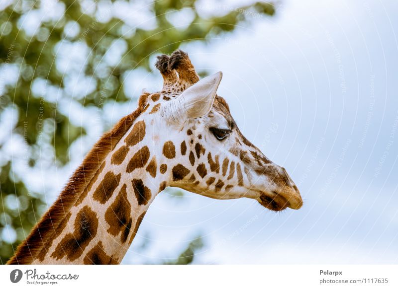 Giraffe head Body Safari Summer Mirror Zoo Environment Nature Landscape Animal Sky Tree Grass Bushes Park Forest Tall Natural Wild Blue Loneliness Colour Height