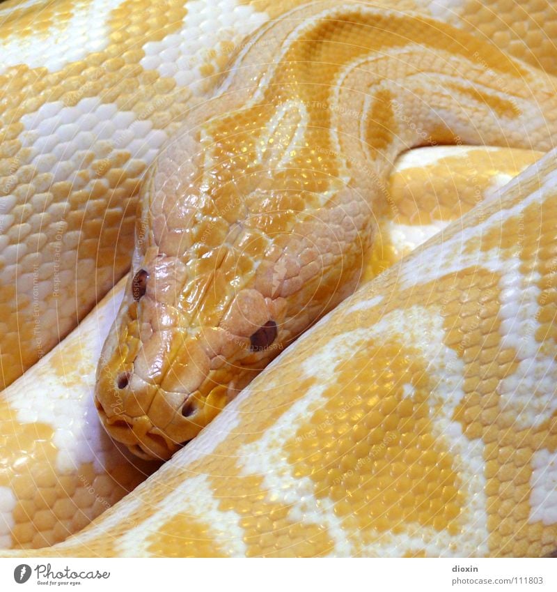 Python molurus - Albino (2) Colour photo Interior shot Close-up Pattern Structures and shapes Deserted Copy Space right Copy Space top Copy Space bottom