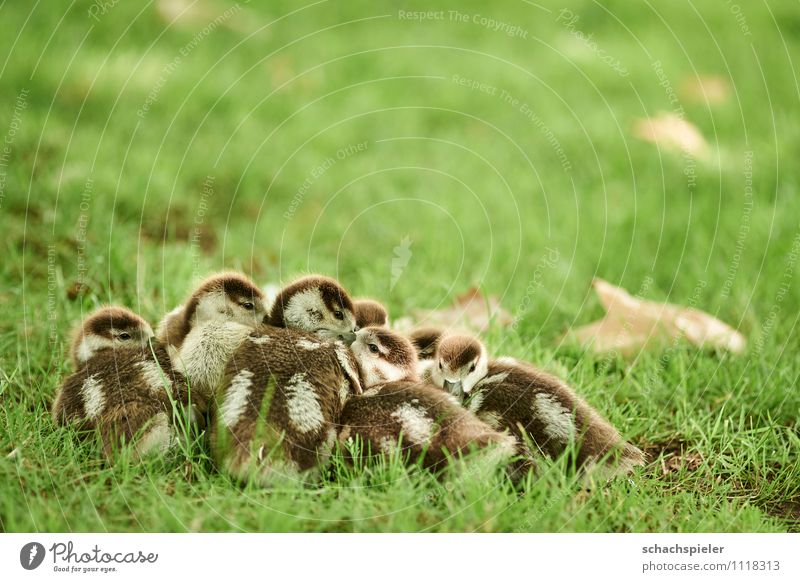 Small gang Nature Park Meadow Animal Bird Nile Goose Chick Duck birds Group of animals Baby animal Lie Brown Green Safety Fatigue Safety (feeling of)