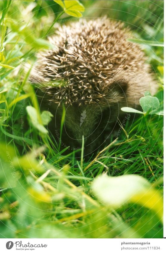Haha...you don't see me!! Hedgehog Meadow Autumn Timidity Green Small Cute Thorny Animal Clover Grass Feeble Mammal Hide Spine Baby animal