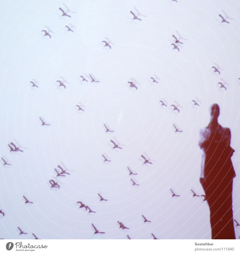 Shadow play 17 Bird Woman Silhouette Mysterious Stand Think Vantage point Formulated Exhibition Flock Flying Projection screen Human being Looking Movement Joy