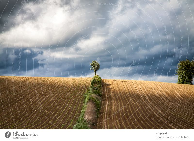 Light and shadow Agriculture Forestry Nature Landscape Plant Sky Clouds Storm clouds Horizon Sunlight Spring Summer Climate Bad weather Tree Hedge Sowing Field