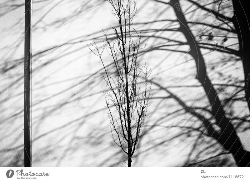 shadow Environment Nature Autumn Winter Beautiful weather Tree Twigs and branches Wall (barrier) Wall (building) Sparse Black & white photo Exterior shot