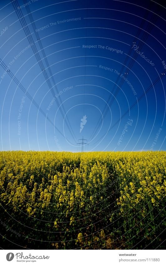 fields of gold Canola Field Sky Summer Jump Spring Power High voltage power line Wire Electricity Ecological Alternative Services Force blue powerplant