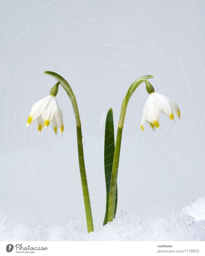 Maerz cup Winter Nature Plant Flower Blossom Wild plant Garden Park Meadow Field Forest Free Large White Spring snowflake Bulb flowers spring flower