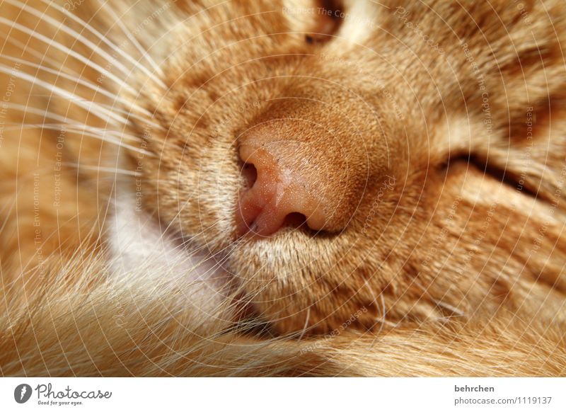 slumber Pet Cat Animal face Pelt 1 Love Sleep Dream Beautiful Cute Wild Orange Protection Safety (feeling of) Warm-heartedness Love of animals Calm Nose Snout