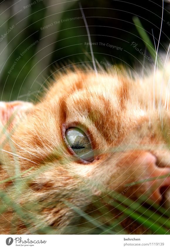 an instant... Nature Grass Garden Pet Cat Animal face Pelt Observe Discover Looking Exceptional Happy Cuddly Cute Beautiful Orange Cool (slang) Warm-heartedness