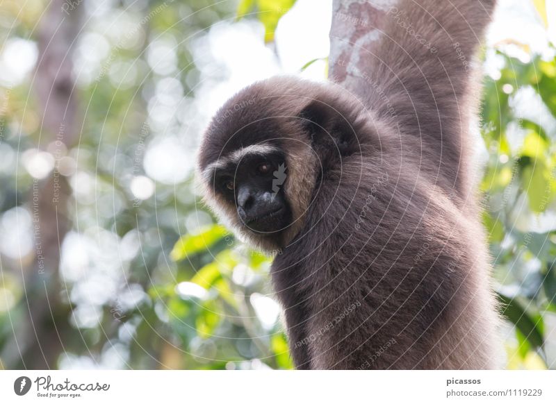 Gibbon in the rainforest Vacation & Travel Adventure Expedition Animal Wild animal 1 Exotic Animal portrait