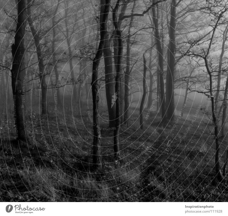 pass Black Forest Tree Leaf Autumn Fog Black & white photo wise Lanes & trails