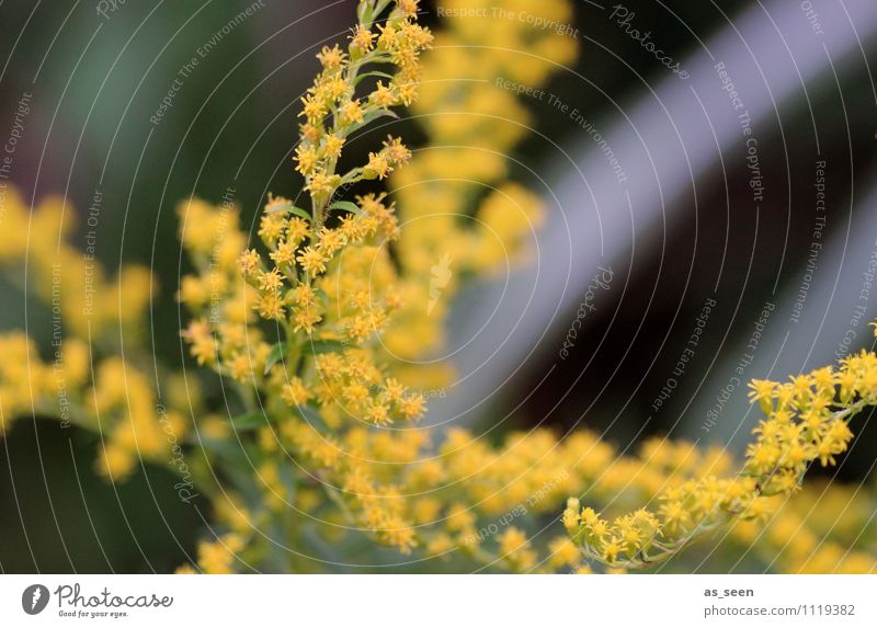 Goldenrod in the wind Beautiful Wellness Life Harmonious Relaxation Garden Gardening Environment Nature Landscape Plant Animal Spring Summer Autumn Blossom