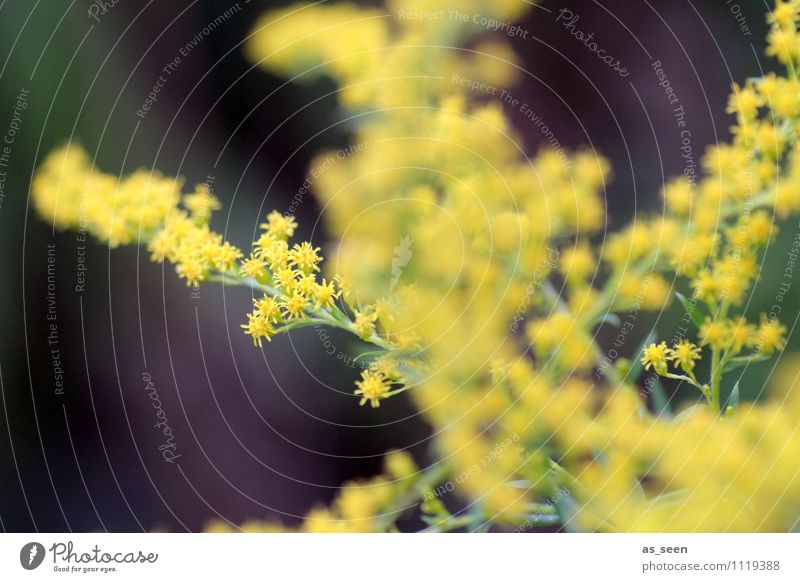 goldenrod Beautiful Healthy Wellness Life Harmonious Well-being Garden Plant Spring Summer Autumn Climate Blossom Solidago canadensis Park Touch Blossoming