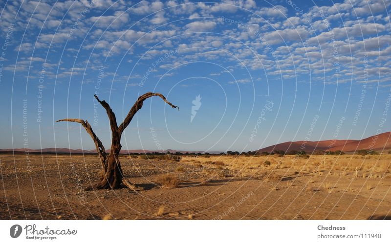 dead tree Tree Africa Clouds Scrap Badlands Dry Transience Death Desert Beach dune Thin