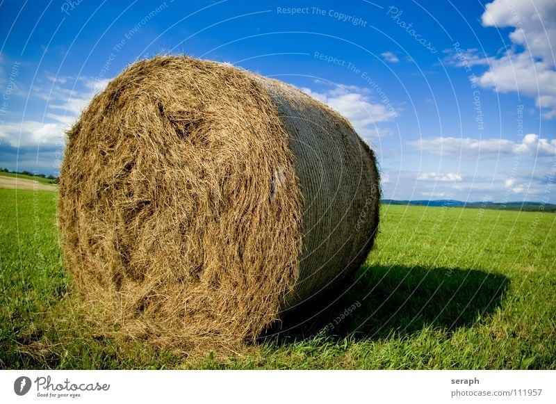 Bale of Straw Hay Bale of straw Hay bale Coil Roll Field Meadow Sky Summer Agriculture Feed Fruit Grass Blade of grass Harvest import Grain Packaged Box up