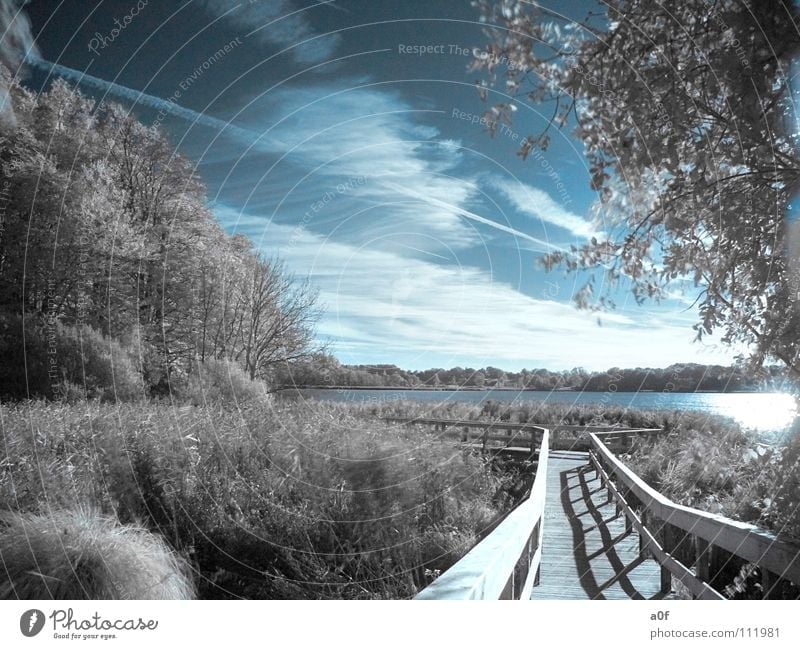 the way Infrared Infrared color Forest Lake Tree Footbridge White-blue Photographic technology Lanes & trails Sky