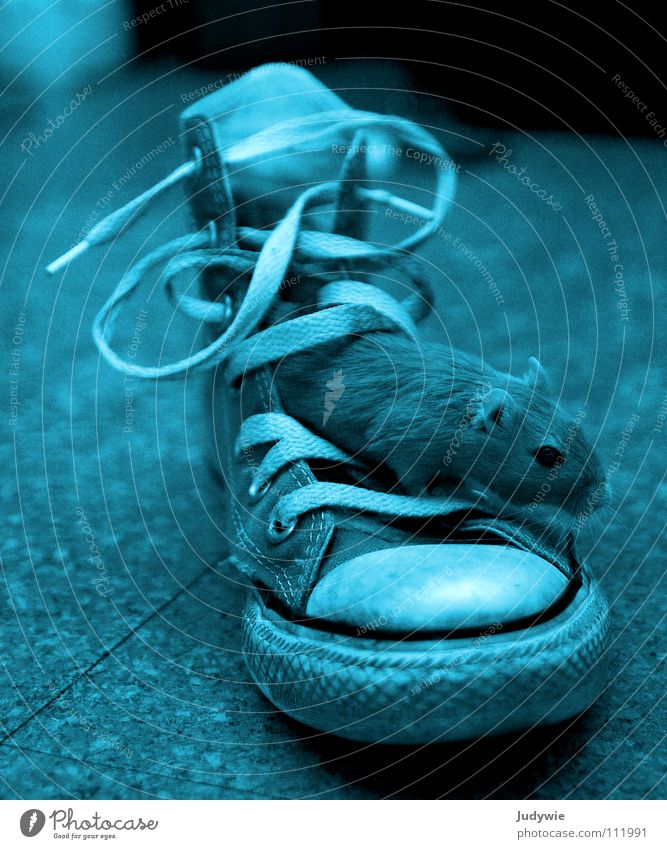 Mouse in shoe Interior shot Experimental Animal portrait Playing Clothing Footwear Sneakers Brash Crazy Sweet Blue Self-confident Cool (slang) Love of animals