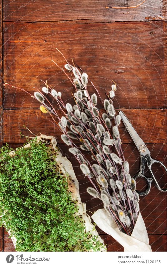 Easter composition of cress and catkins on wooden table Decoration Table Scissors Spring Paper Wood Natural Brown Green Tradition candid Copy Space Cress Top