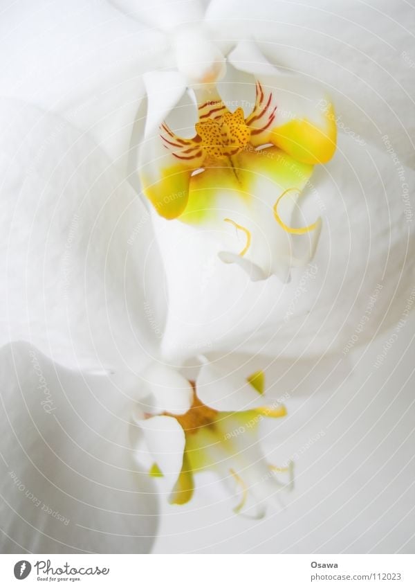 flower I Orchid Flower 2 Blossom White Yellow Red Delicate Fragile flowers Orange