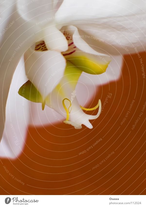 Flower II Orchid 2 Blossom White Yellow Red Delicate Fragile flowers Orange