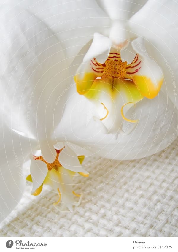 Flower III Orchid 2 Blossom White Yellow Red Delicate Fragile flowers Orange