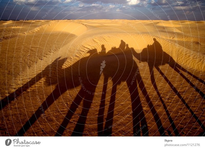 the sahara's desert Sand Sky Clouds Paw Brown Yellow Gray Green Red Black White douze gold Tunisia Sahara camel Dune curved people arcuated circle Shadow
