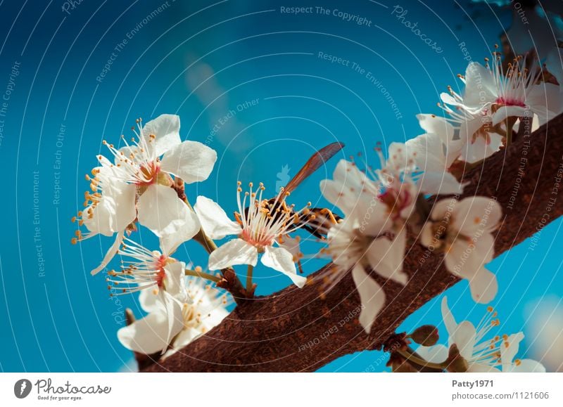 Cherry blossom twig with wasp Nature Cloudless sky Spring Beautiful weather Plant Tree Blossom Twig Branch Insect Wasps 1 Animal Blossoming Esthetic Blue White