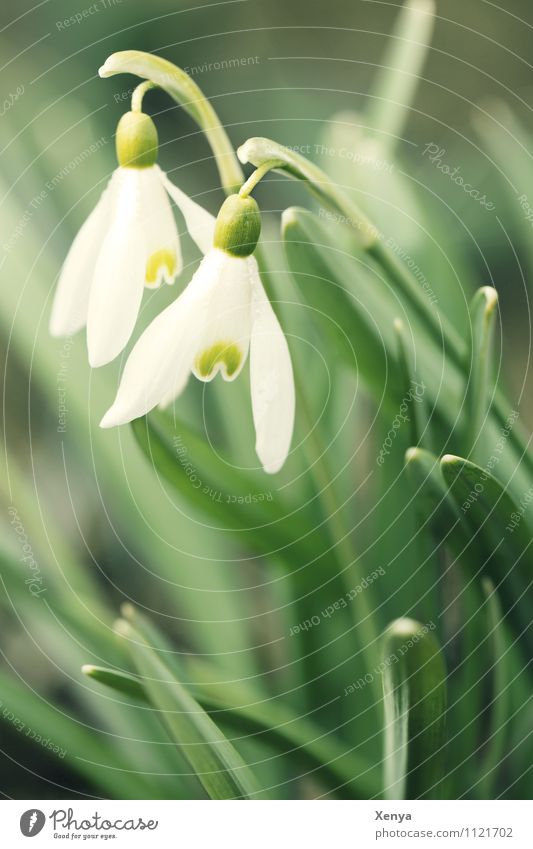 snowdrops Nature Plant Flower Leaf Blossom Garden plants Snowdrop Blossoming Green White Spring fever Anticipation 2 Exterior shot Deserted Copy Space bottom