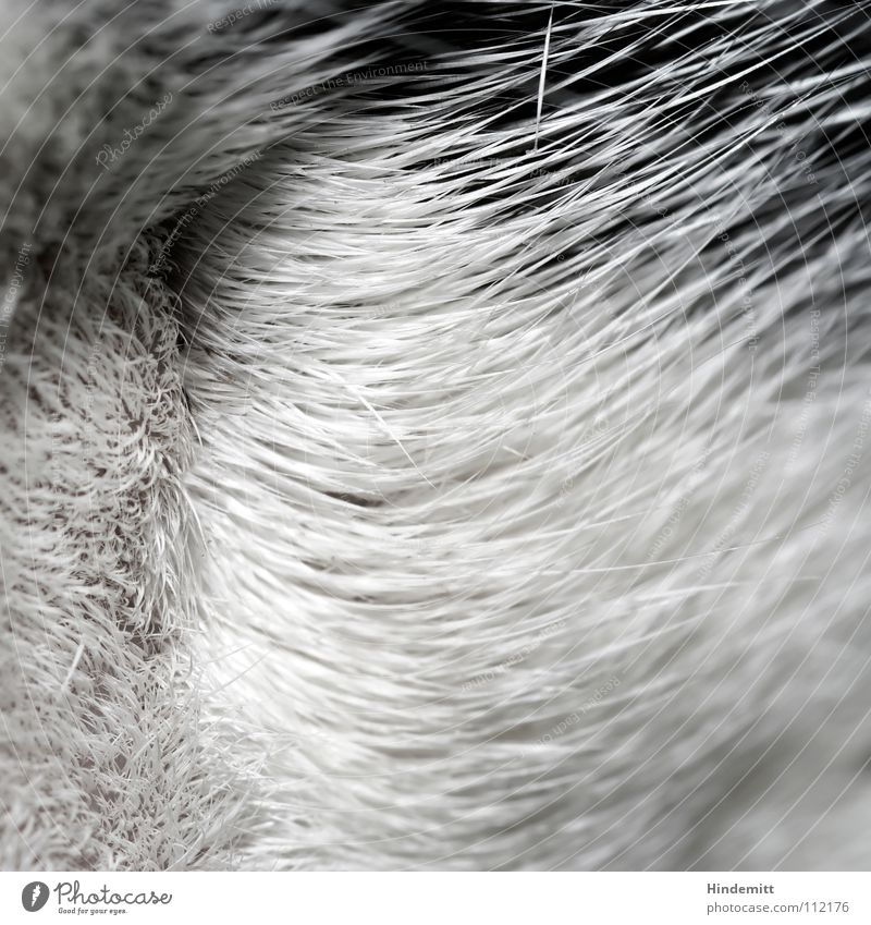 squadrat V Yawn Cat Flea Caress Clean White Black Long Soft Pelt Mammal Blur Swing Waves Macro (Extreme close-up) Close-up Black & white photo