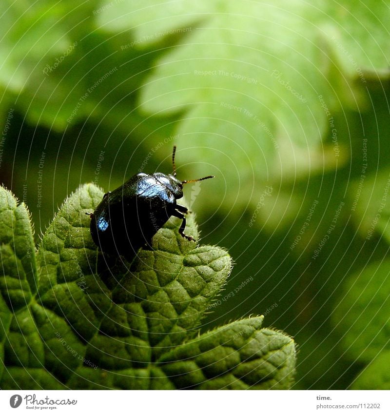 Cliffhanger (copycat) Colour photo Subdued colour Exterior shot Deserted Morning Garden Climbing Mountaineering Nature Leaf Beetle To hold on Hang Crawl Blue