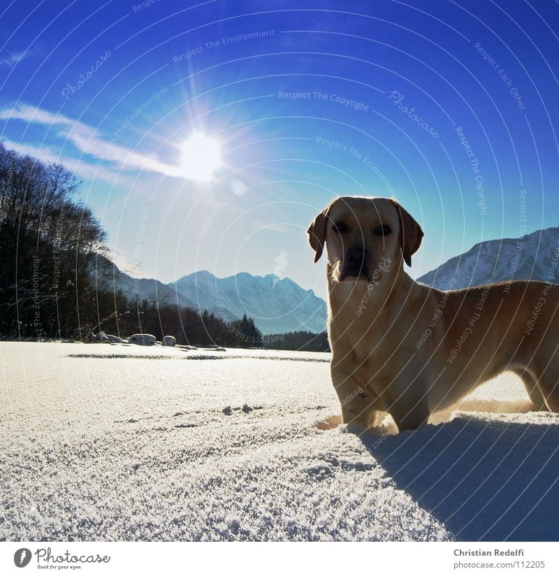 Gioja Labrador Dog Intuition Snowscape Weather Winter Cold Concentrate hairpin bend Dogs atake River Lech Shadow Hunting Sun Landscape Turnaround