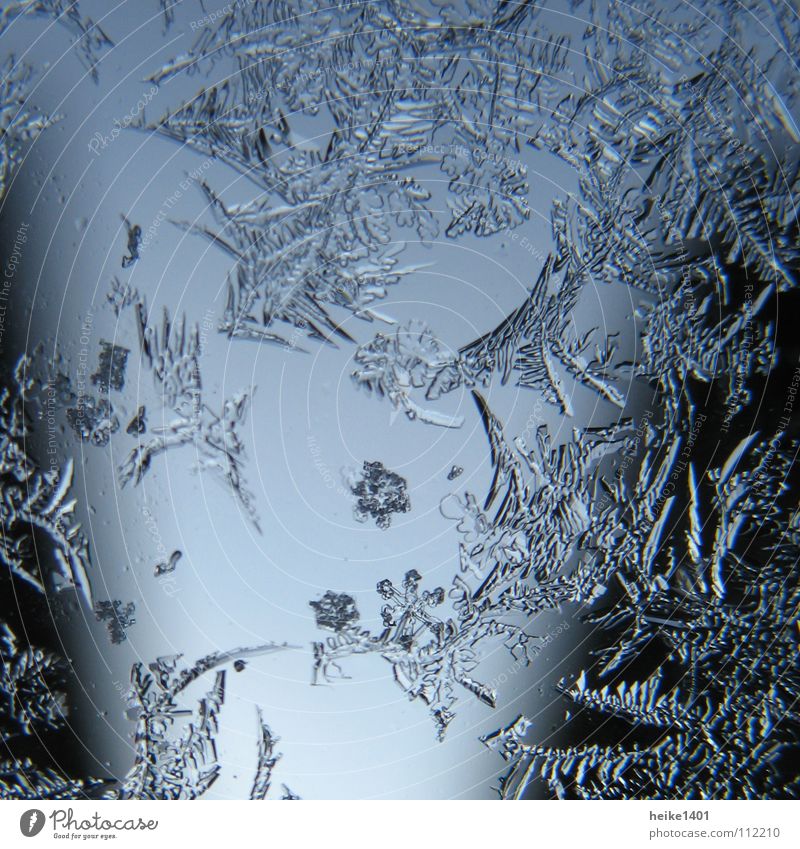 ice morning Plant Grief Loneliness Winter Cold Freeze Freeze to death Frostwork Ice crystal Frozen Morning Dark Flower Window Car Window Crystal structure