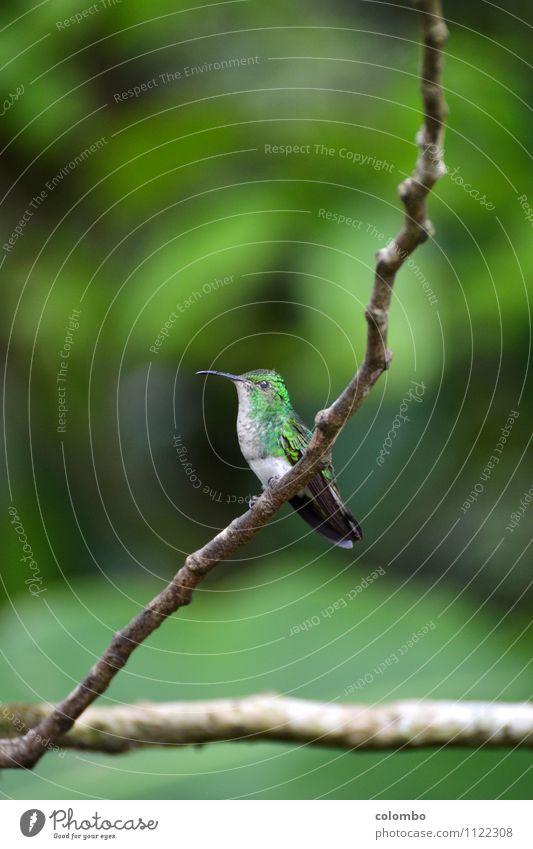 hummingbird Vacation & Travel Environment Nature Air Sun Climate Exotic Virgin forest Bird Wing Hummingbirds 1 Animal Flying Small Speed Multicoloured Green