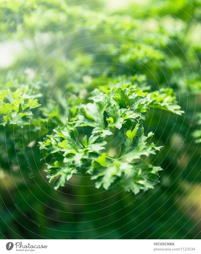 parsley Lifestyle Style Design Summer Garden Nature Beautiful weather Background picture Parsley Leaf Visual spectacle Green Herbs and spices herb cultivation