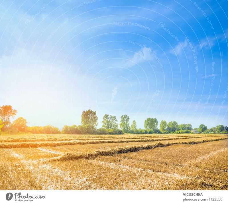 Summer field with straw harvest Lifestyle Design Agriculture Forestry Nature Sky Cloudless sky Autumn Beautiful weather Field Yellow Background picture Sunset