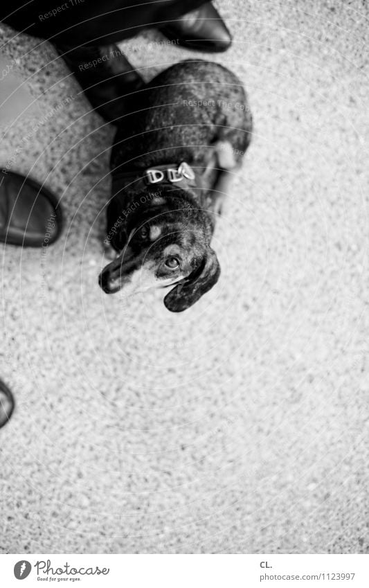 dachshund look Leisure and hobbies Human being 2 Footwear Animal Pet Dog Animal face Dachshund 1 Ground Observe Curiosity Cute Joie de vivre (Vitality)