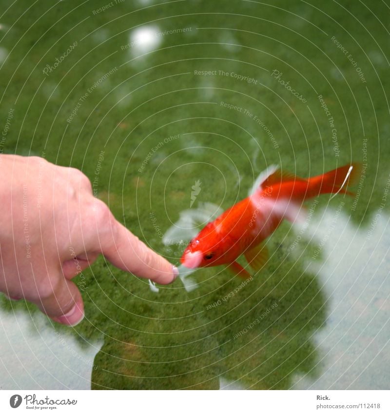 Piranha. Goldfish Green Reflection Hand Fingers Red Curiosity Pond Trust Fish Water Contrast Forefinger Indicate Surface of water Water reflection Be confident