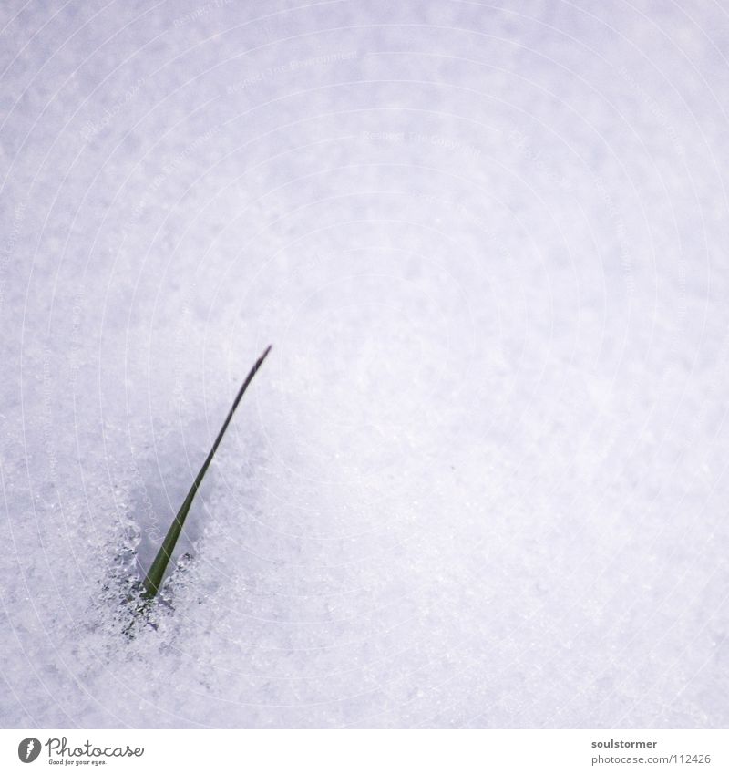 survival artist Flake Snow layer Blade of grass White Structures and shapes Grass Beautiful Desire Unwavering Breach Survive Clouds Black Green Flower Plant