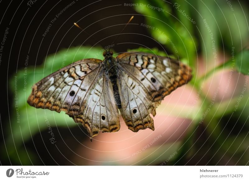 White Peacock Anartia Jatrophae Beautiful Nature Animal Antenna Butterfly Wing Natural Cute Brown Black Insect wildlife colorful spots pretty Beauty Photography