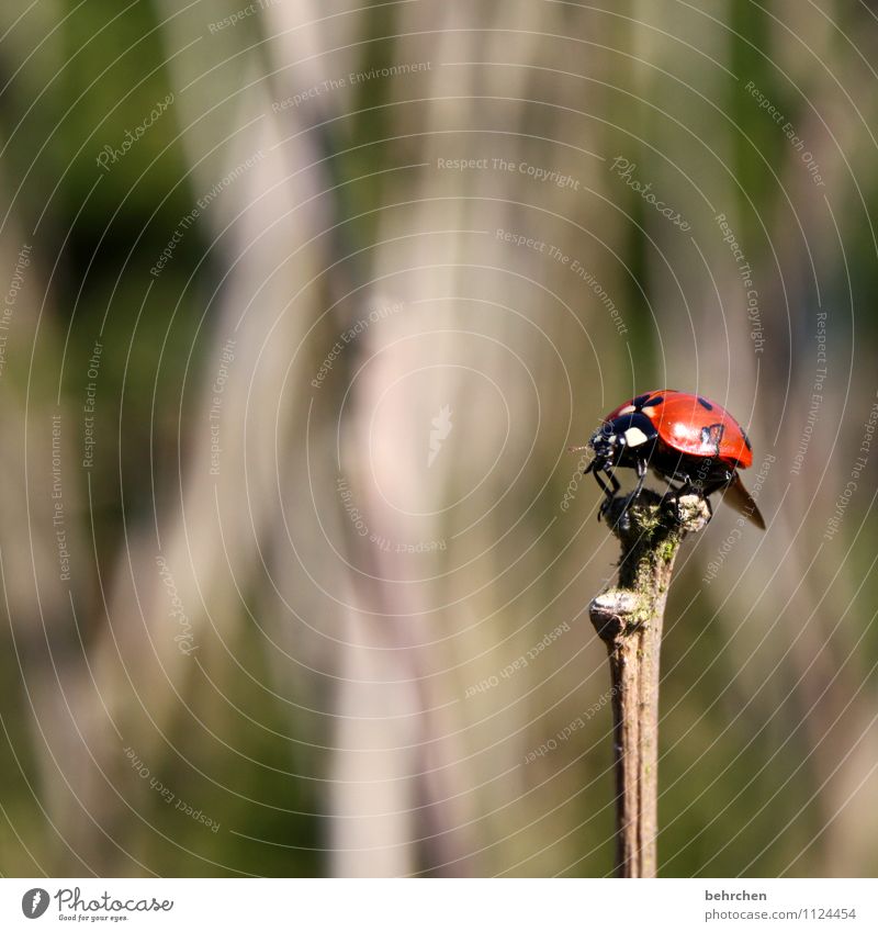 stick in the ass;) Nature Plant Animal Spring Summer Autumn Bushes Garden Park Meadow Forest Wild animal Beetle Wing Ladybird 1 Observe Relaxation Flying