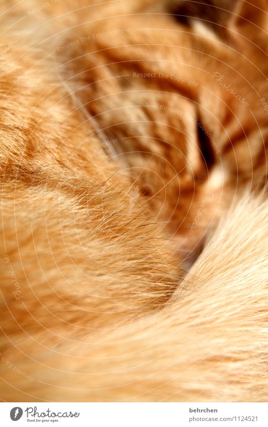Stroke me! Cat Animal face Pelt Touch Lie Sleep Dream Cuddly Cute Beautiful Orange Happy Contentment Trust Safety Protection Love of animals Indifferent