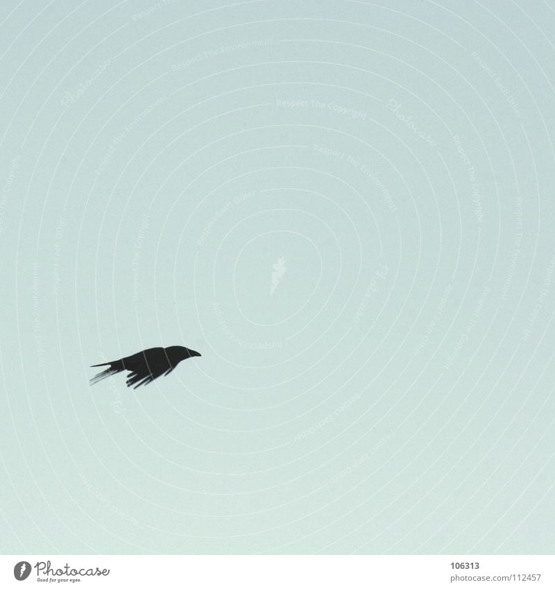 BLACK IS NO COLOUR Bird Raven birds Crow Black Aerodynamics Minimal Free space Sky Peace crowing bird Loneliness Flying Aviation wedge-shaped Contrast coulor