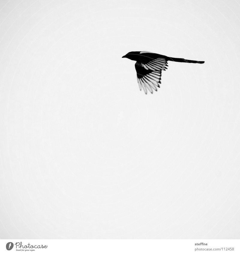 Bird Reynolds. Black-billed magpie White Aerodynamics Autumn Cold Calm Loneliness Feather Thief Purloin Black & white photo Flying Aviation fly Wing wings