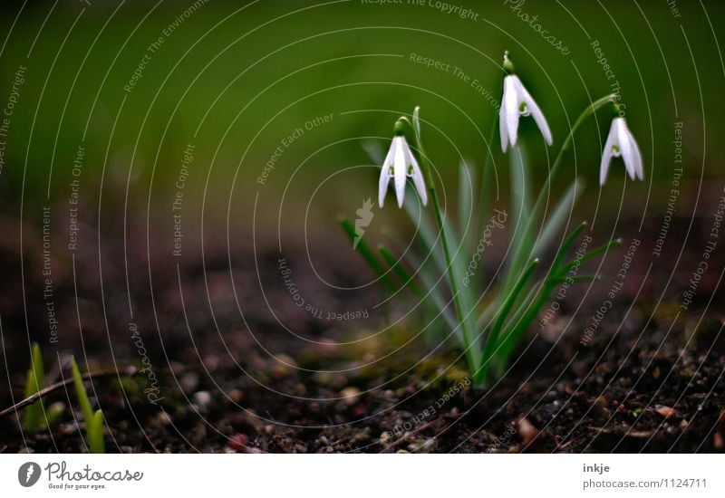 three of them Nature Plant Earth Spring Flower Lily of the valley Spring flower Spring flowerbed Garden Blossoming Hang Fresh Small Natural Brown Green White