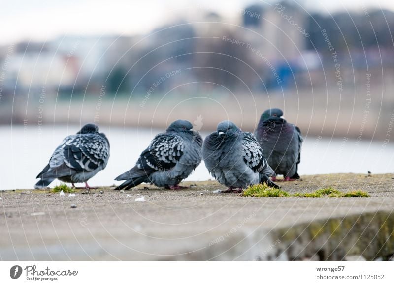 Cool weather Town Wall (barrier) Wall (building) Animal Pet Wild animal Bird Pigeon 4 Group of animals Blue Gray Dove gray Cold City life Downtown River Elbe