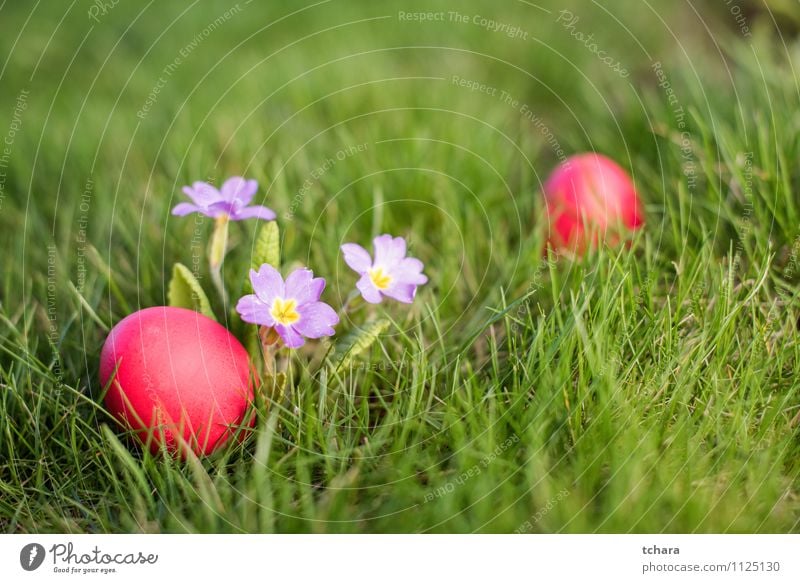 Easter eggs Food Hunting Garden Flower Grass Blossom Meadow Field Green Red Religion and faith Egg Easter hunt primrose holiday Photography color image