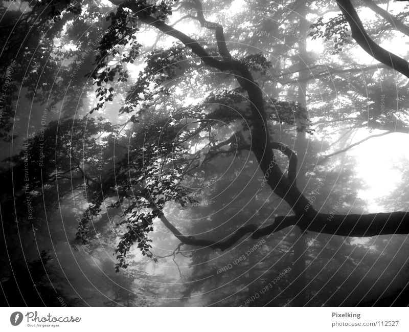 Fog_01 Forest Tree Damp Dreary Cold Autumn Loneliness Gray Black & white photo Autumnal
